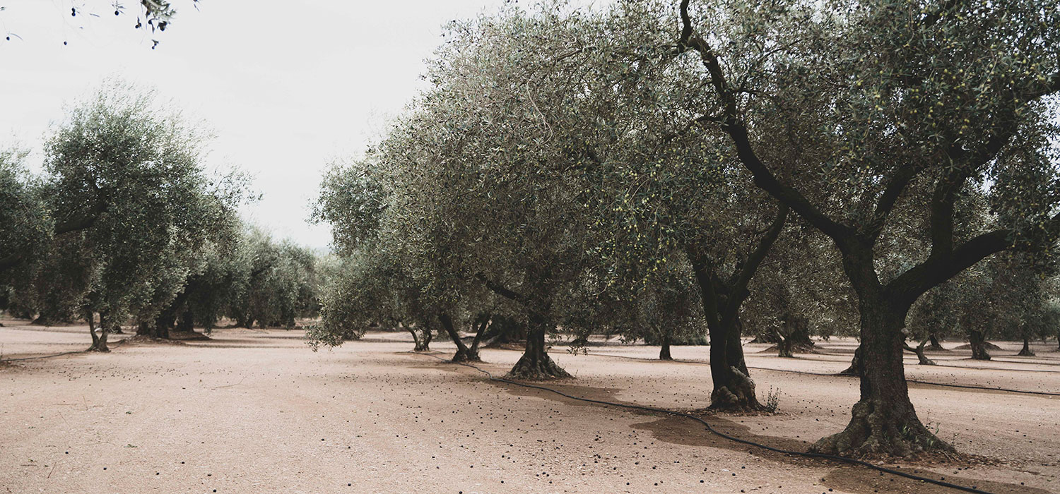 DOP Oli del Baix Ebre - Montsià