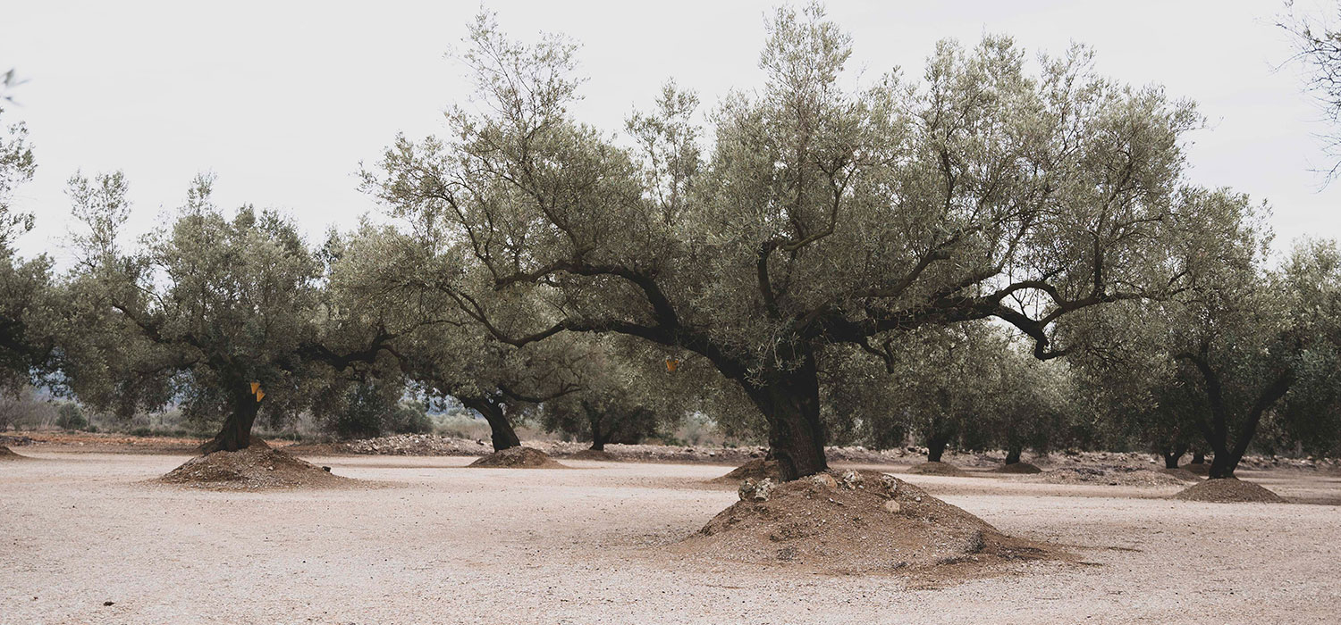 DOP Oli del Baix Ebre - Montsià