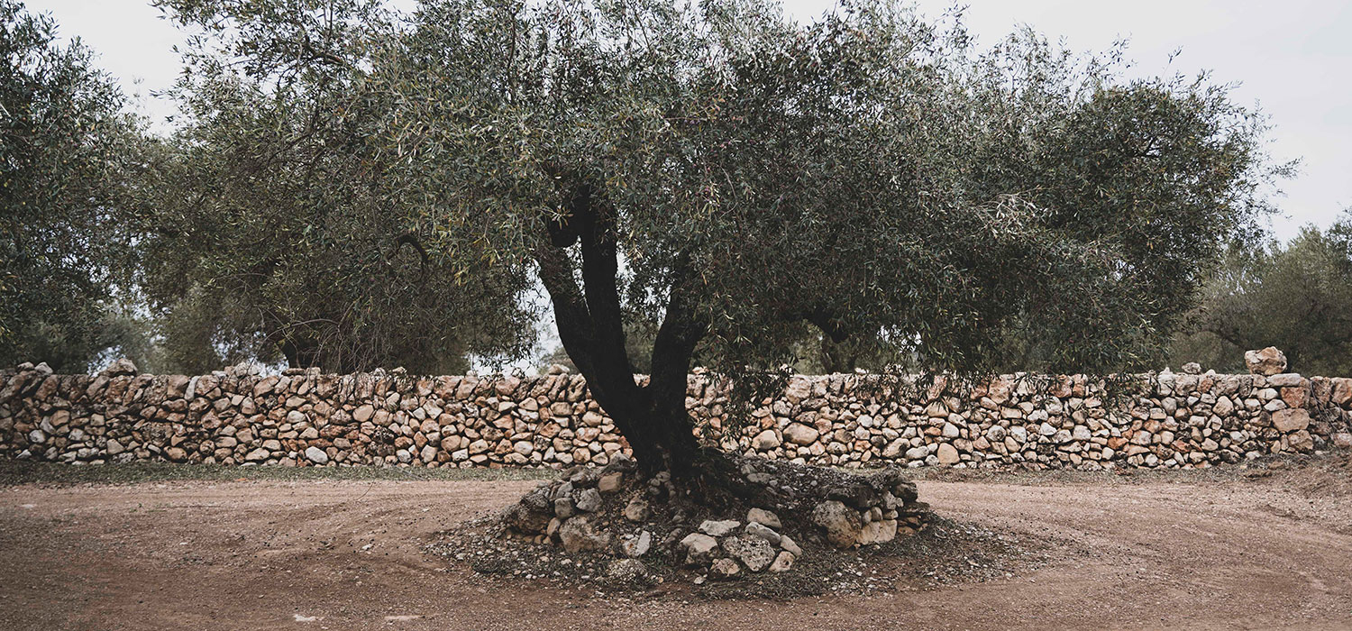 DOP Oli del Baix Ebre - Montsià